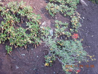 Zion National Park - path along the Virgin River - flowers