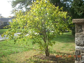 554 8t8. Betsy's transplanted tree