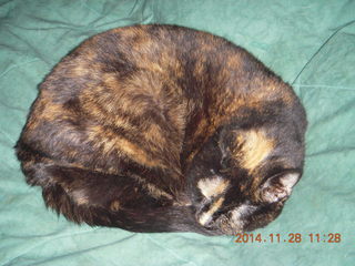 cats on my bed - Maria