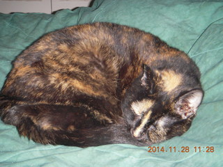 cats on my bed - Max, Penny, Maria