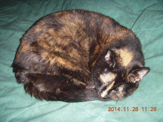 cats on my bed - Max, Maria, Penny