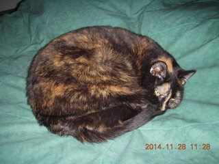 cats on my bed - Maria