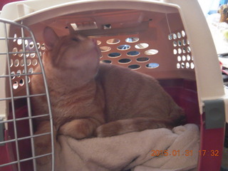378 8vx. Max resting in cat carrier