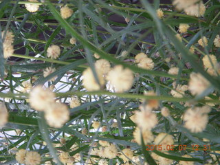 Longwood Gardens
