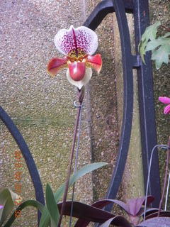 Longwood Gardens