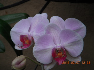 Longwood Gardens