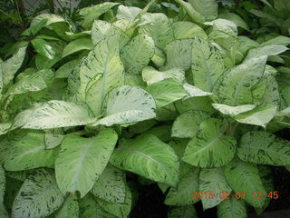 Longwood Gardens