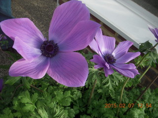 Longwood Gardens