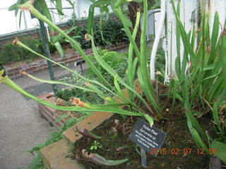 Longwood Gardens - pitcher plant