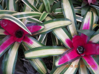Longwood Gardens