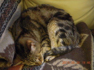 2 8zv. cat TC (for