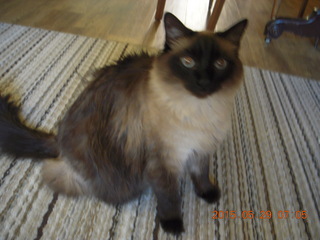 2 8zv. cat Ditto