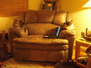 3 8zw. cat Ditto and my laptop