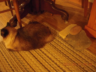 4 8zx. cat Ditto