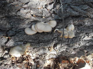 cool fungus