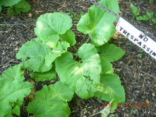 Afton, Minnesota, run - giant leaves