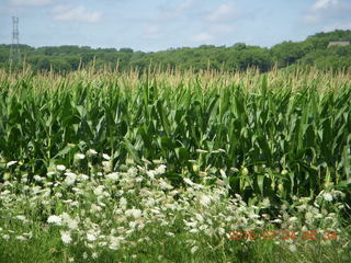 Afton, Minnesota, run - corn