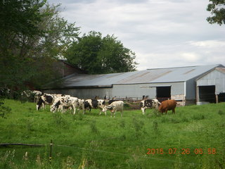 Afton, Minnesota, run - cows