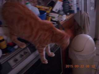 414 93n. my cat Max on a messy stove