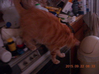 415 93n. my cat Max on a messy stove