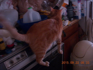 416 93n. my cat Max on a messy stove