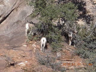 7 971. Zion - sheep