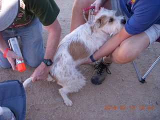 Motown - Arizona Flying Circus - painting dog tail orange