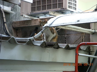 Bangkok - Phisit's cats