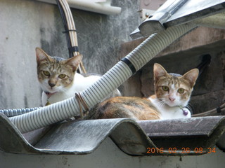 Bangkok - Phisit's place - cats
