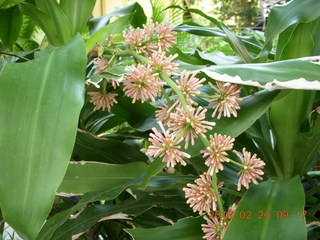 Bangkok - around Phisit's place - flowers