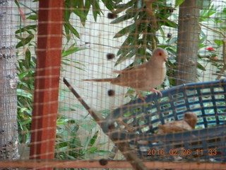 Bangkok - Phisit's place - birds