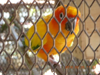 Bangkok - Phisit's place - bird