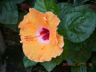 Bangkok - Phisit's place - flower