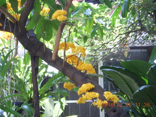 Bangkok - Phisit's place - flowers on tree