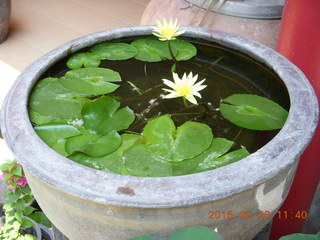 78 98s. Bangkok - Phisit's place- lilies