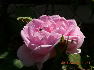 79 98s. Bangkok - Phisit's place - rose