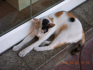 88 98s. Bangkok marketplace - very docile cat