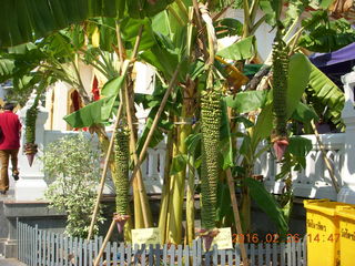 Bangkok - giant fruit