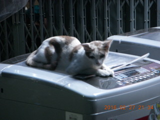 Bangkok dinner boat ride - cool cat on the street at night