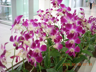 flowers in cathay pacific lounge