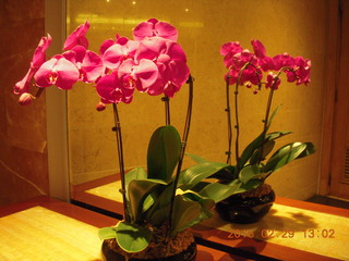 Singapore flowers