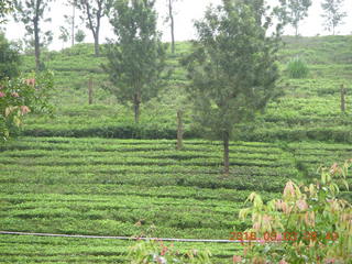 Indonesia tea plantation