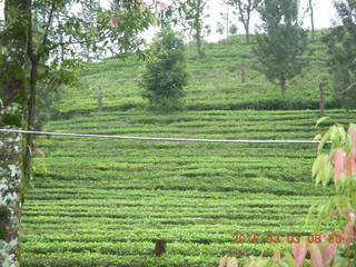 Indonesia tea plantation