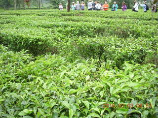 Indonesia tea plantation