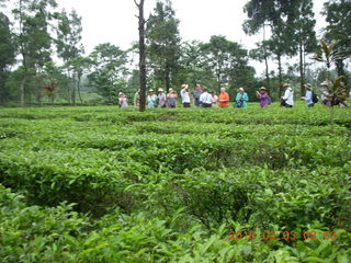 Indonesia tea plantation