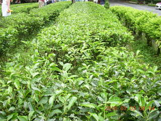 Indonesia tea plantation