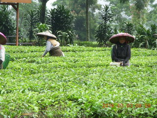 Indonesia tea plantation - workers