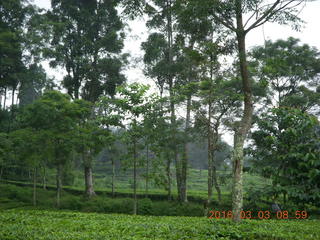 Indonesia tea plantation