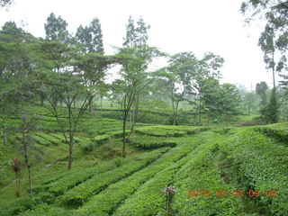 Indonesia tea plantation