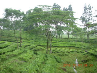 Indonesia tea plantation